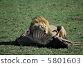 Lion hunting 5801603