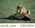 Lion hunting 5801604