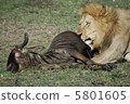 Lion hunting 5801605
