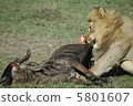 Lion hunting 5801607
