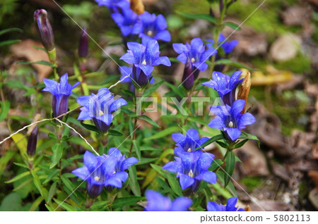 十月龍膽/林道家庭29 十月龍膽/林道家庭29 5802113