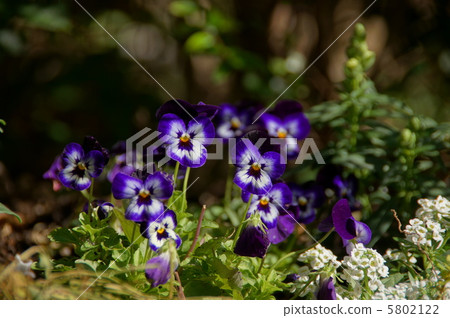 October Viola · Violet Department 62 5802122