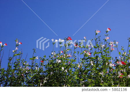 October Cherry sage / Labiatae 11 5802136