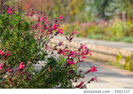 October Cherry sage / Labiaceae 10 5802137