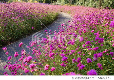 十月Sennichko·Hyaceae 38 十月Sennichko·Hyaceae 38 5802139