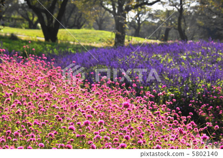 十月Sennichko·Hyaceae 37 5802140