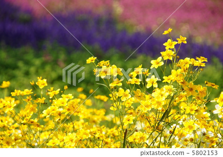 十月冬季宇宙·菊科06證據 十月冬季宇宙·菊科06證據 5802153