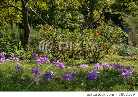 十月狗藏紅花Yuri 49 5802159