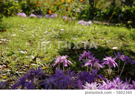 十月狗藏紅花Yuri 48 5802160