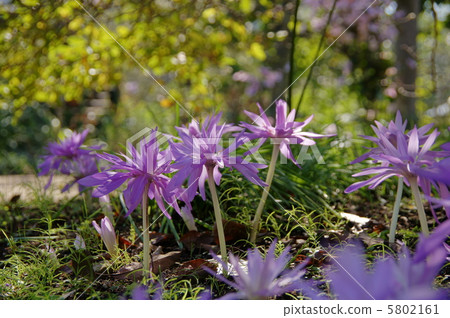 十月狗藏紅花Yuri 47 5802161