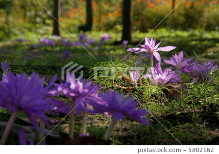 十月狗藏紅花Yuri 46 5802162