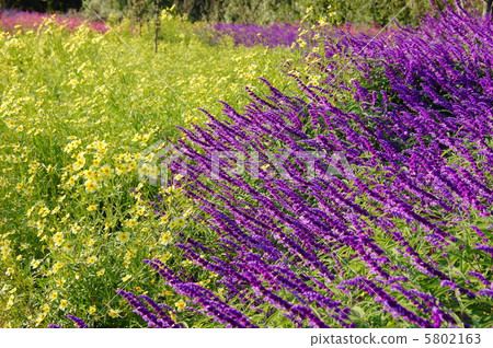 十月紫水晶鼠尾草/唇形科44 5802163