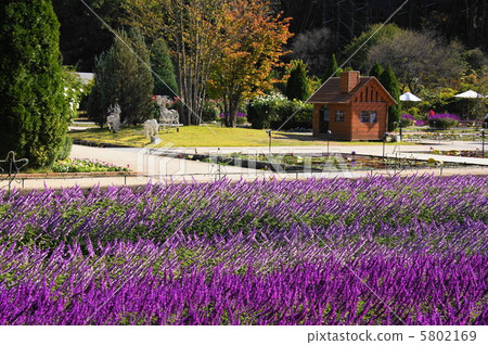 October Amethyst Sage / Labiaceae 38 5802169