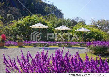 October Amethyst Sage / Labiaceae 37 5802170