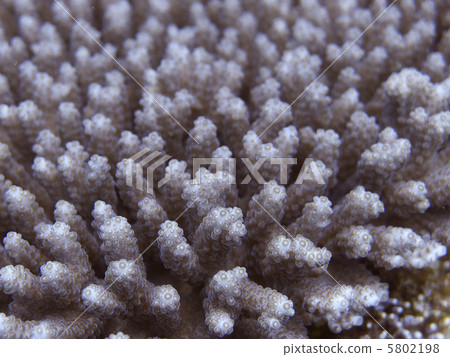 The Kerama Islands / Middle White White The Kerama Islands / Middle White White 5802198