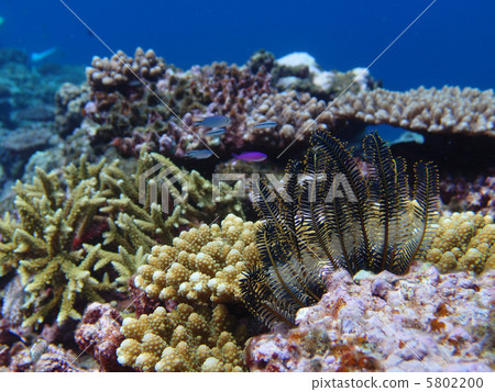 Kerama Islands / Umicida 5802200