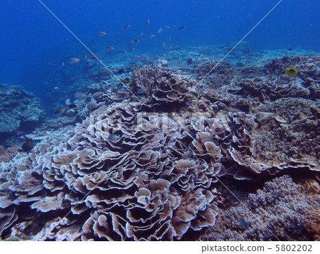 Kerama Islands / Ryukyukika Coral Kerama Islands / Ryukyukika Coral 5802202