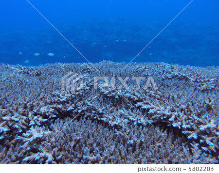 Kerama Islands / Midorishi Blue 5802203