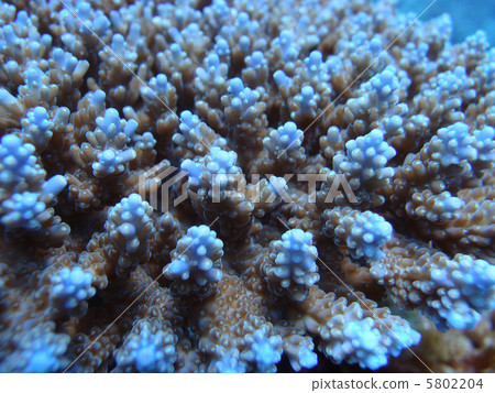 The Kerama Islands / Midorishi Blue The Kerama Islands / Midorishi Blue 5802204