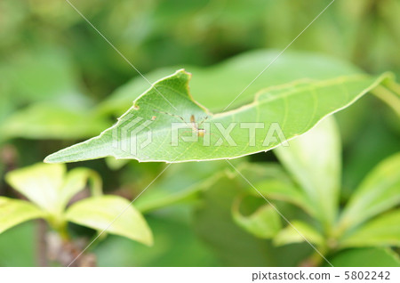 Mantis on the leaf Small front Mantis on the leaf Small front 5802242