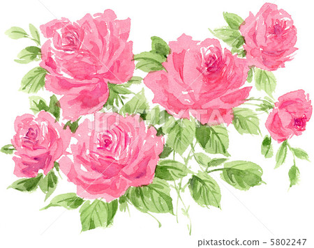 玫瑰花 花朵 花 5802247