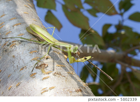 A mantis (Mus mantis) prey on Otsumombo 5802339
