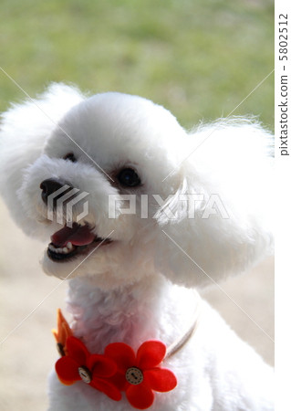 玩具貴賓犬太可愛了 玩具貴賓犬太可愛了 5802512
