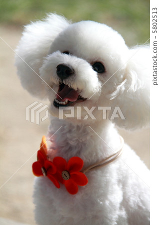 玩具貴賓犬太可愛了 玩具貴賓犬太可愛了 5802513