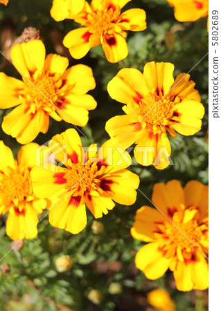 萬壽菊 萬壽菊 5802689