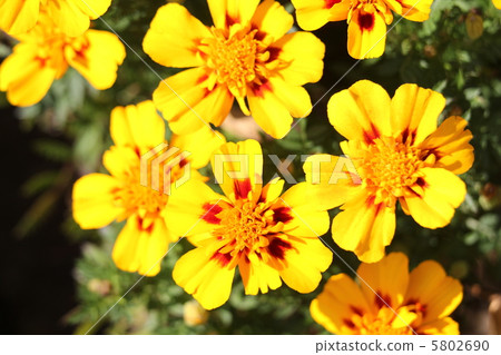 萬壽菊 萬壽菊 5802690