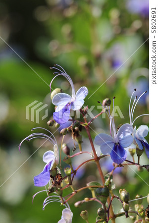 Kurerodendorumu Kurerodendorumu 5802691