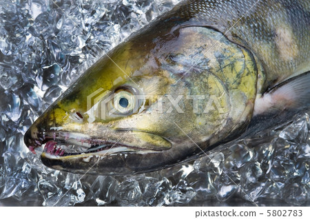 三文魚 5802783