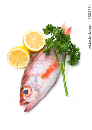 赤鯥 赤鯥 5802784