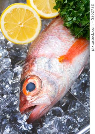 赤鯥 赤鯥 5802788