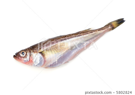 雷魚 雷魚 5802824