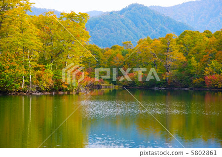 秋天青苔池塘 5802861