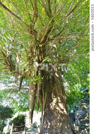 兒童銀杏 5803053