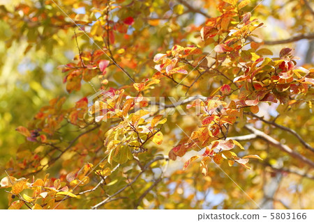 Autumn leaves crisp berry 5803166