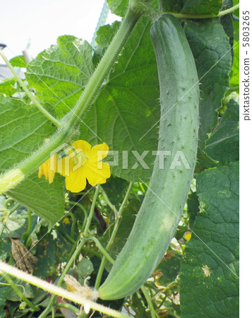 cucumber  5803265