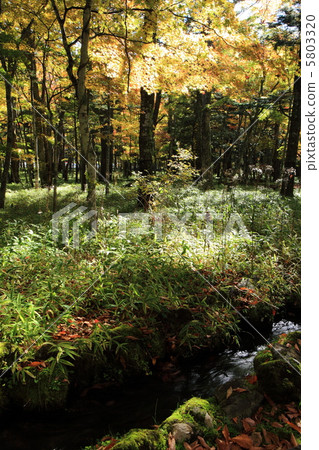 Autumn forest 5803320
