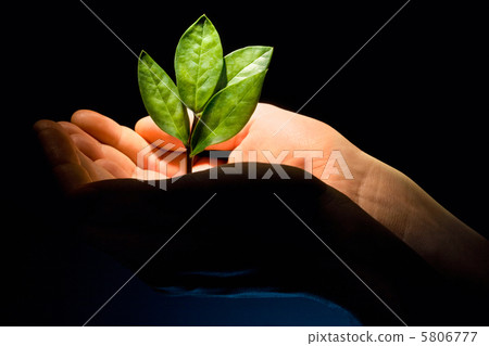 Green plant 5806777