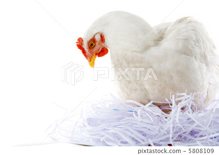 Hen in nest 5808109