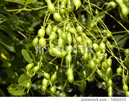 A lot of fruits that entered the pod in the tree of Enju on Kemigawa river A lot of fruits that entered the pod in the tree of Enju on Kemigawa river 5808333