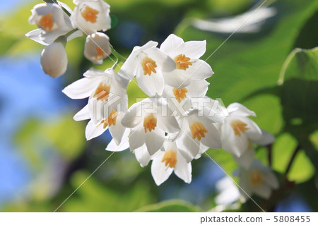 Hakuunboku flower Hakuunboku flower 5808455