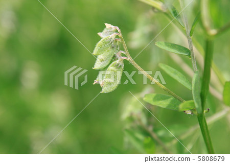 Pod of Purple Pea (Saya) 5808679