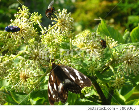 烏多花和昆蟲 5809363