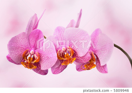 beautiful orchid on pink blured background beautiful orchid on pink blured background 5809946
