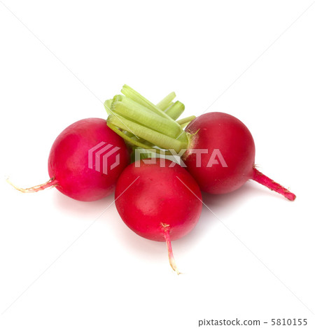 .Small garden radish  . 5810155