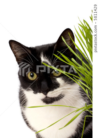cat in grass isolated on white background cat in grass isolated on white background 5811429