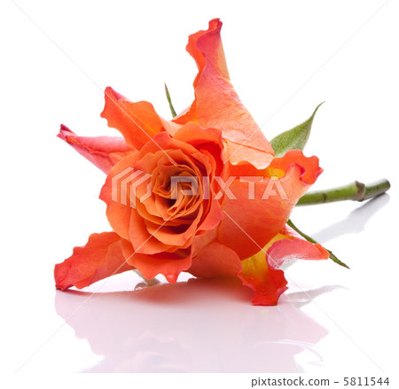 Orange rose Orange rose 5811544